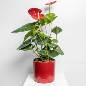 Fleur Anthurium Big