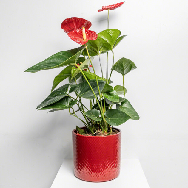 Fleur Anthurium Big