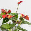 Fleur Anthrurium Red de chez Lilit Fleurs - Livraison de fleurs Bruxelles
