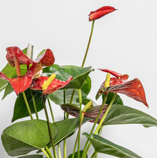 Fleur Anthrurium Red de chez Lilit Fleurs - Livraison de fleurs Bruxelles