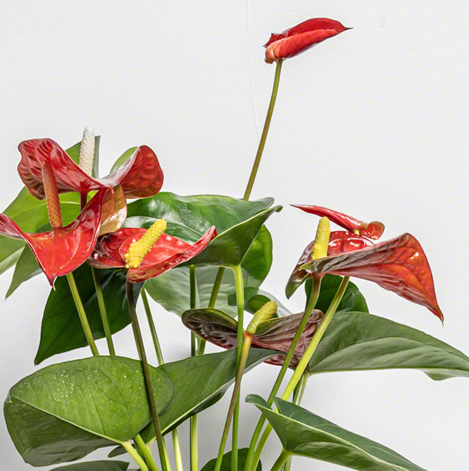 Fleur Anthrurium Red de chez Lilit Fleurs - Livraison de fleurs Bruxelles Fleur Anthrurium Red de chez Lilit Fleurs - Livraison de fleurs Bruxelles