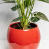 Fleur Anthrurium Red de chez Lilit Fleurs - Livraison de fleurs Bruxelles
