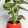 Fleur Anthrurium Red de chez Lilit Fleurs - Livraison de fleurs Bruxelles