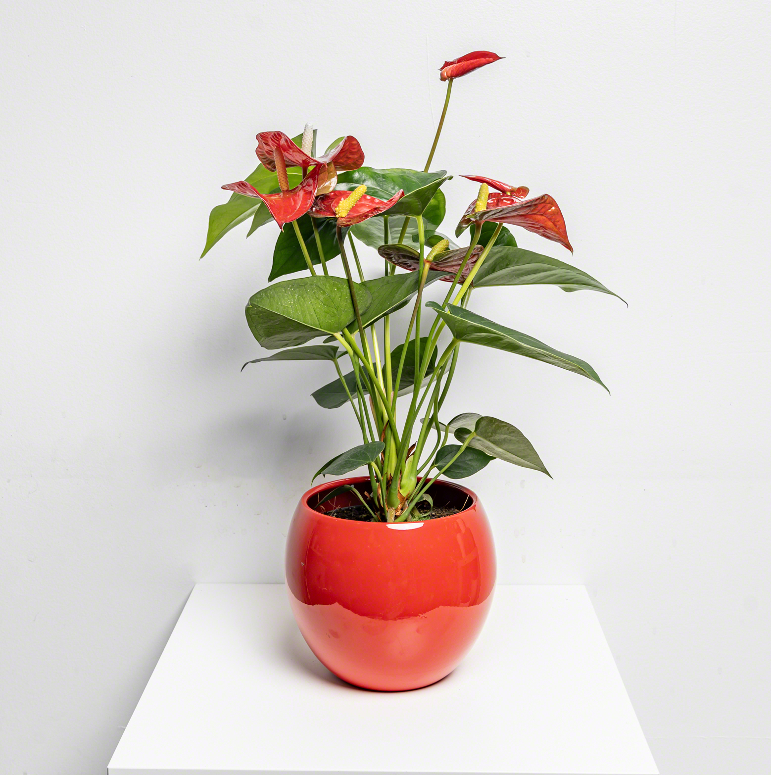Fleur Anthrurium Red de chez Lilit Fleurs - Livraison de fleurs Bruxelles Fleur Anthrurium Red de chez Lilit Fleurs - Livraison de fleurs Bruxelles