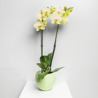 Fleur Orchidee Cascade gel