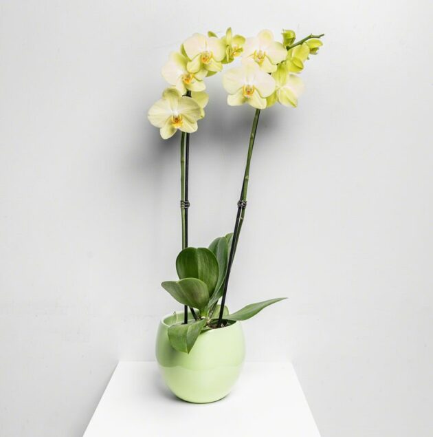 Fleur Orchidee Cascade gel