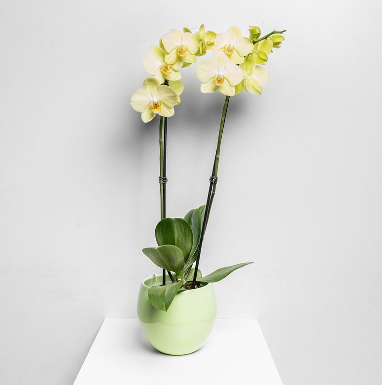 Fleur Orchidee Cascade gel de chez Lilit Fleurs - Livraison de fleurs Bruxelles Fleur Orchidee Cascade gel