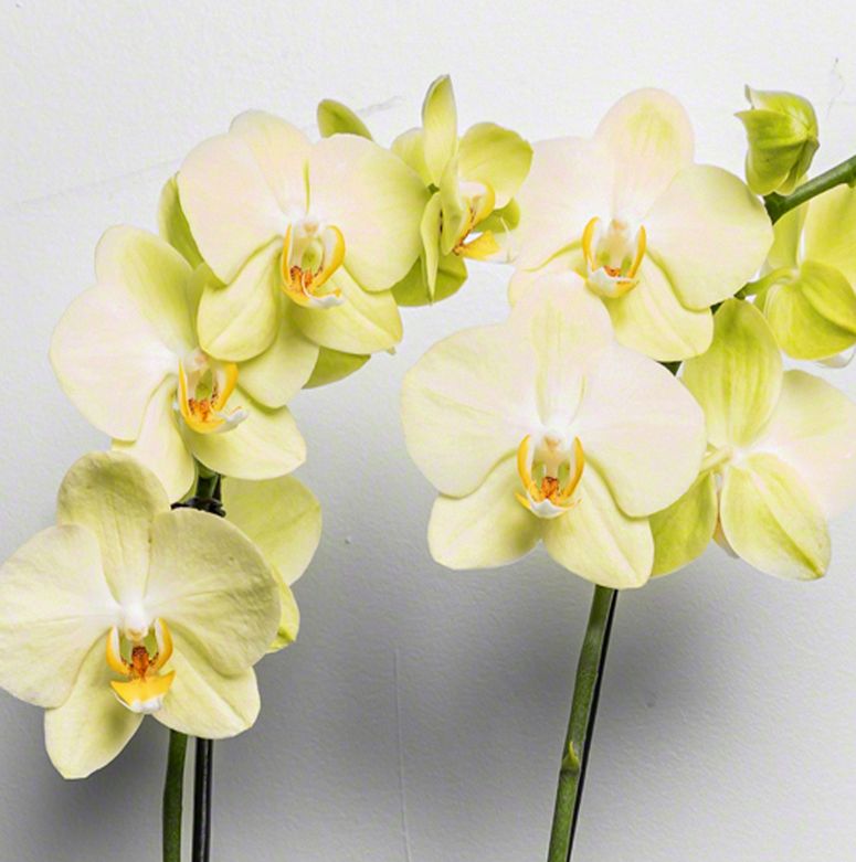 Fleur Orchidee Cascade gel