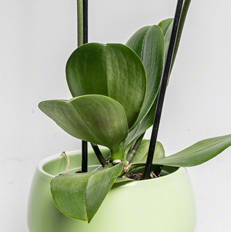 Fleur Orchidee Cascade gel