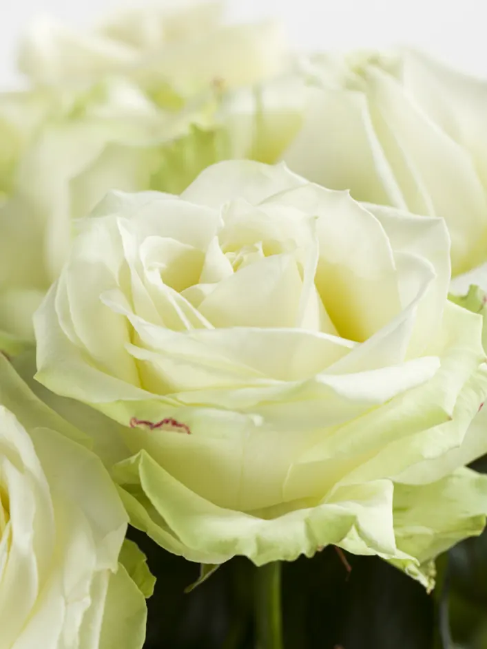 10 roses blanches - Avalanche 10 roses blanches - Avalanche