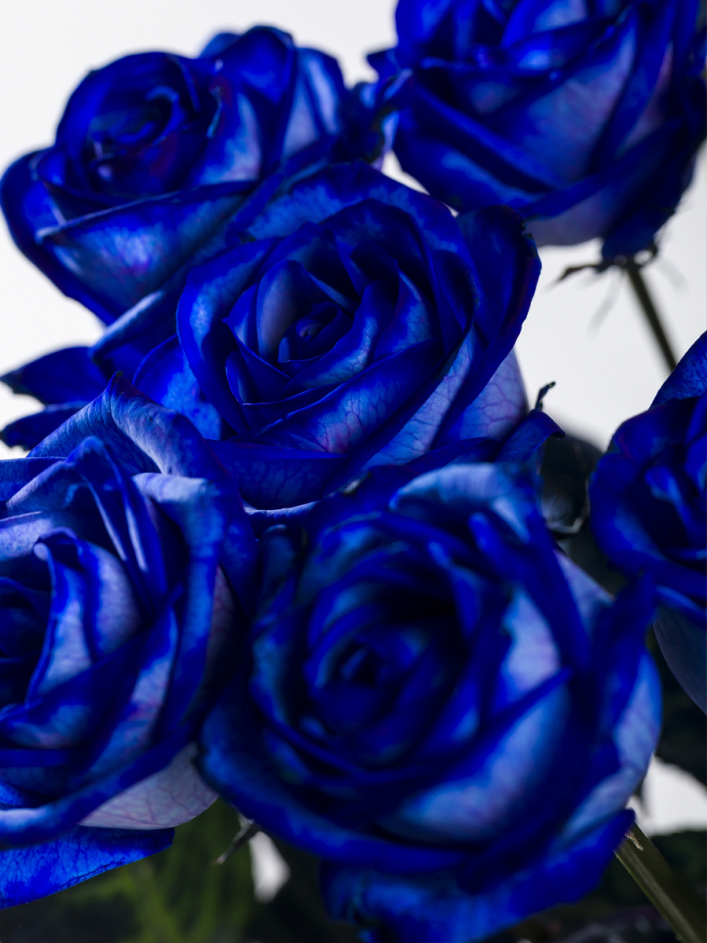 10 roses bleues 10 roses bleues