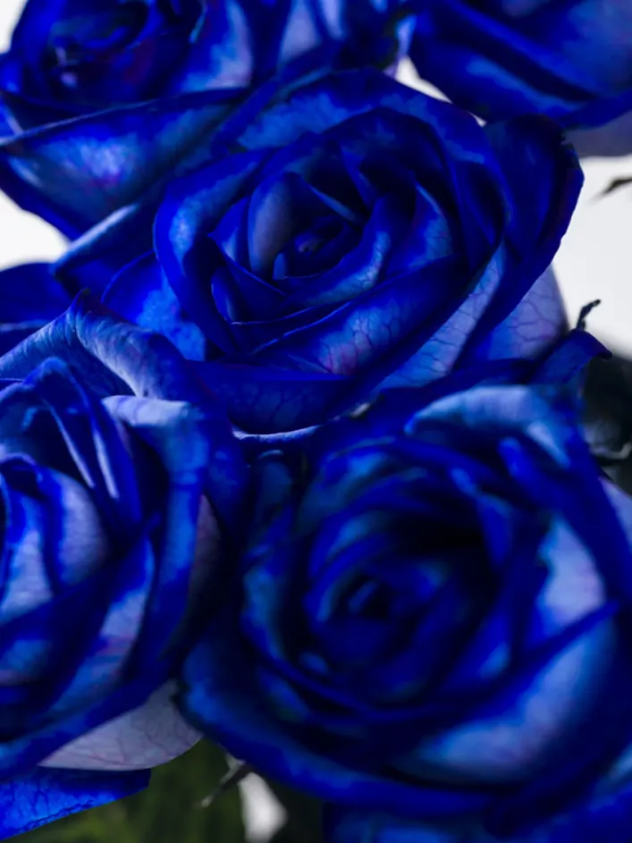 10 roses bleues 10 roses bleues