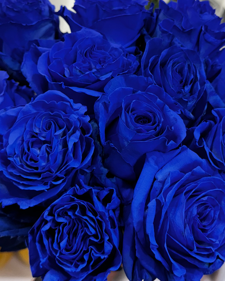 10 roses bleues