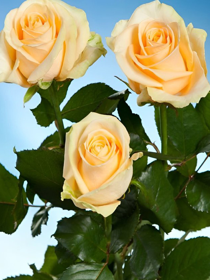10 roses couleur saumon - Avalanche Peach 10 roses couleur saumon - Avalanche Peach