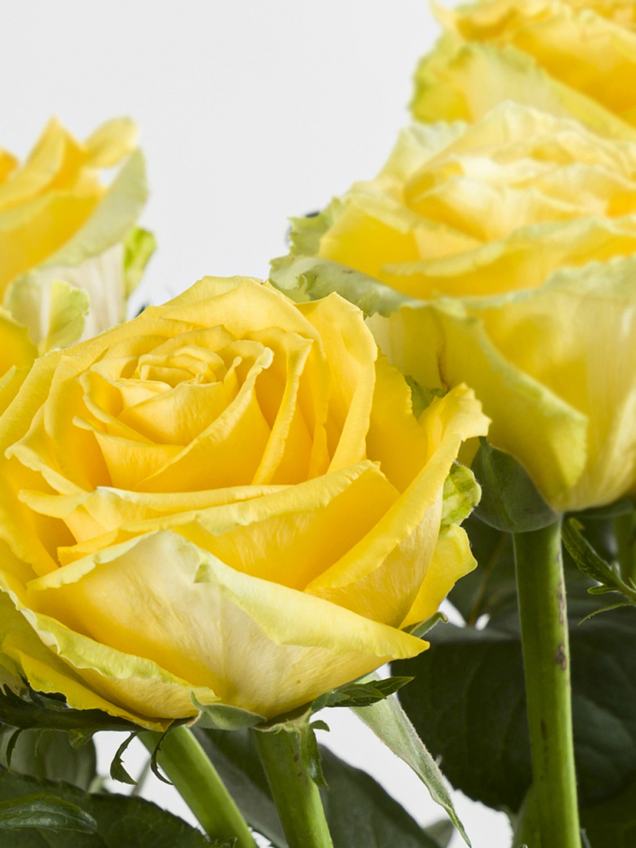 10 roses jaunes 10 roses jaunes