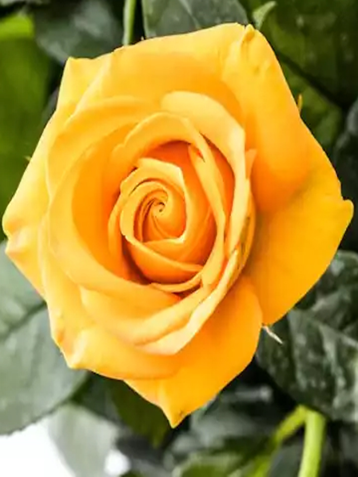 10 roses jaunes 10 roses jaunes