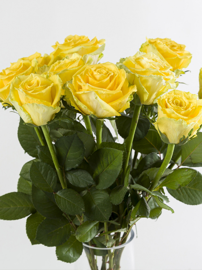 10 roses jaunes 10 roses jaunes