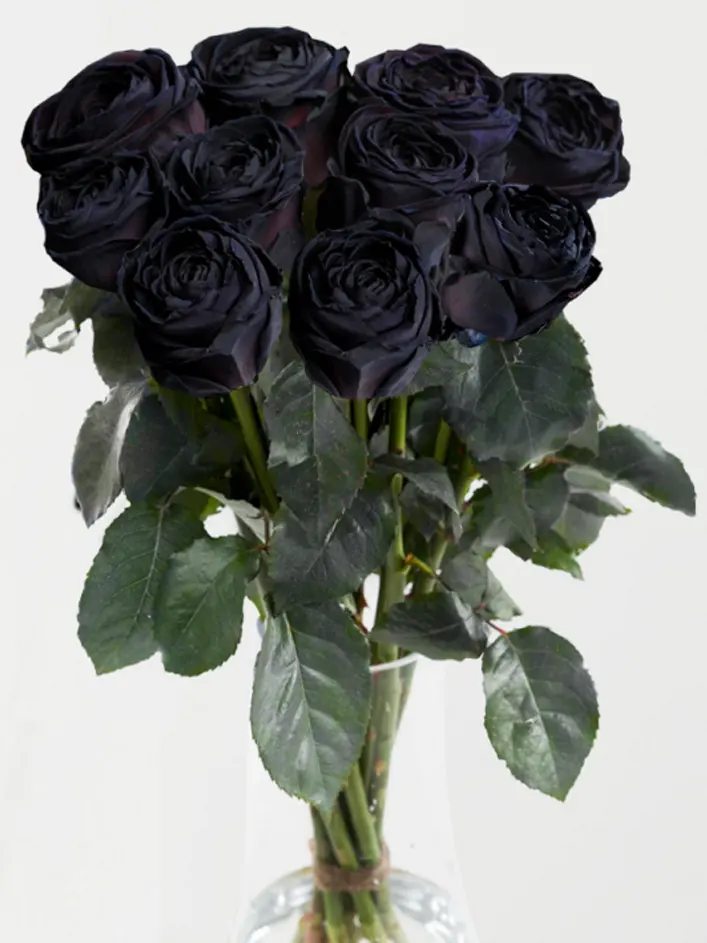 10 roses noires 10 roses noires