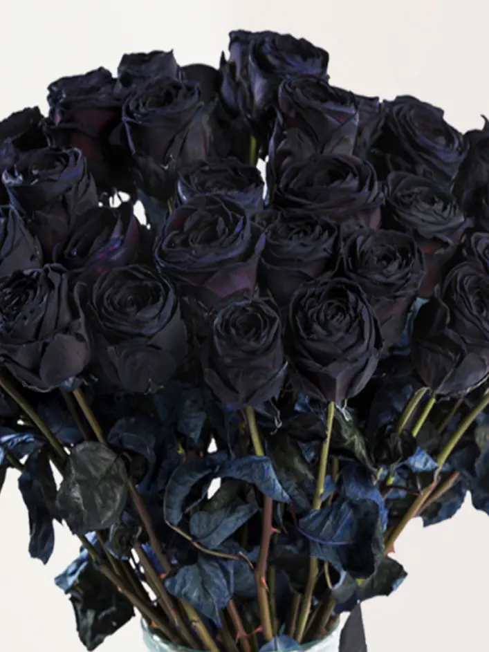 10 roses noires 10 roses noires