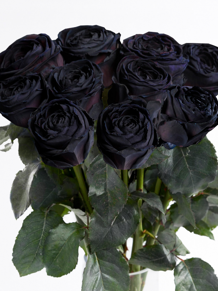 10 roses noires 10 roses noires