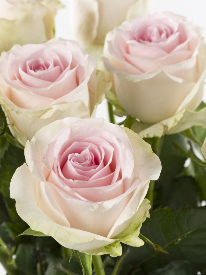 10 roses rose tendre - Sweet Revival 10 roses rose tendre - Sweet Revival
