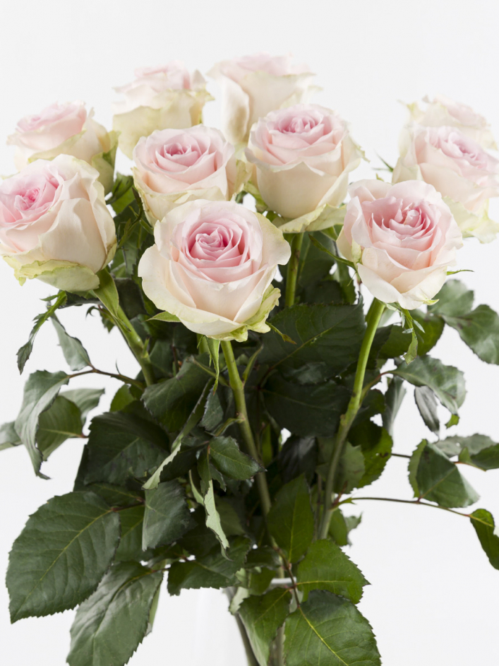 10 roses rose tendre - Sweet Revival 10 roses rose tendre - Sweet Revival
