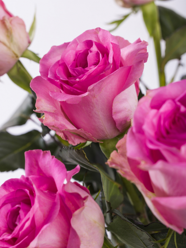10 roses roses 10 roses roses