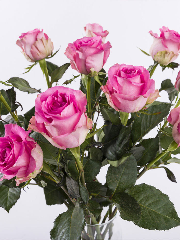 10 roses roses 10 roses roses