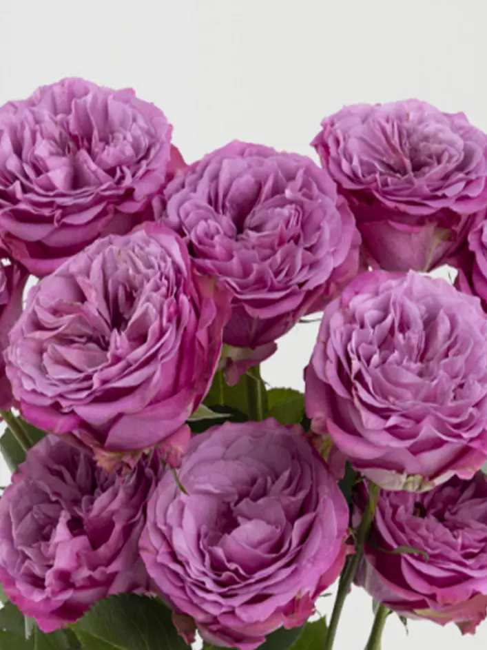 10 roses violettes 10 roses violettes