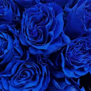 150 blue roses