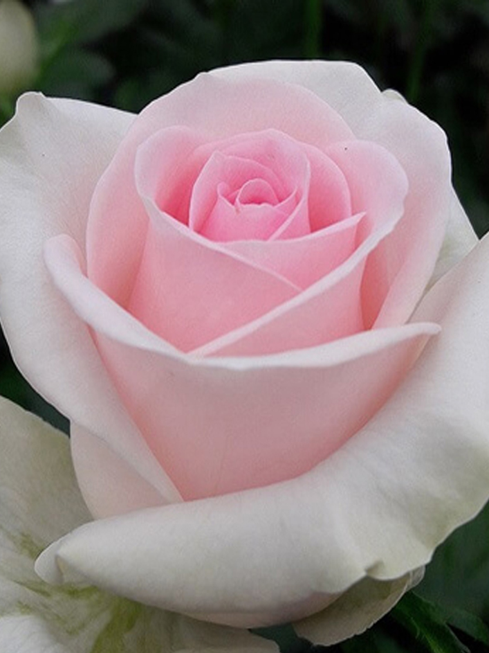 10 roses rose tendre - Sweet Revival 10 roses rose tendre - Sweet Revival