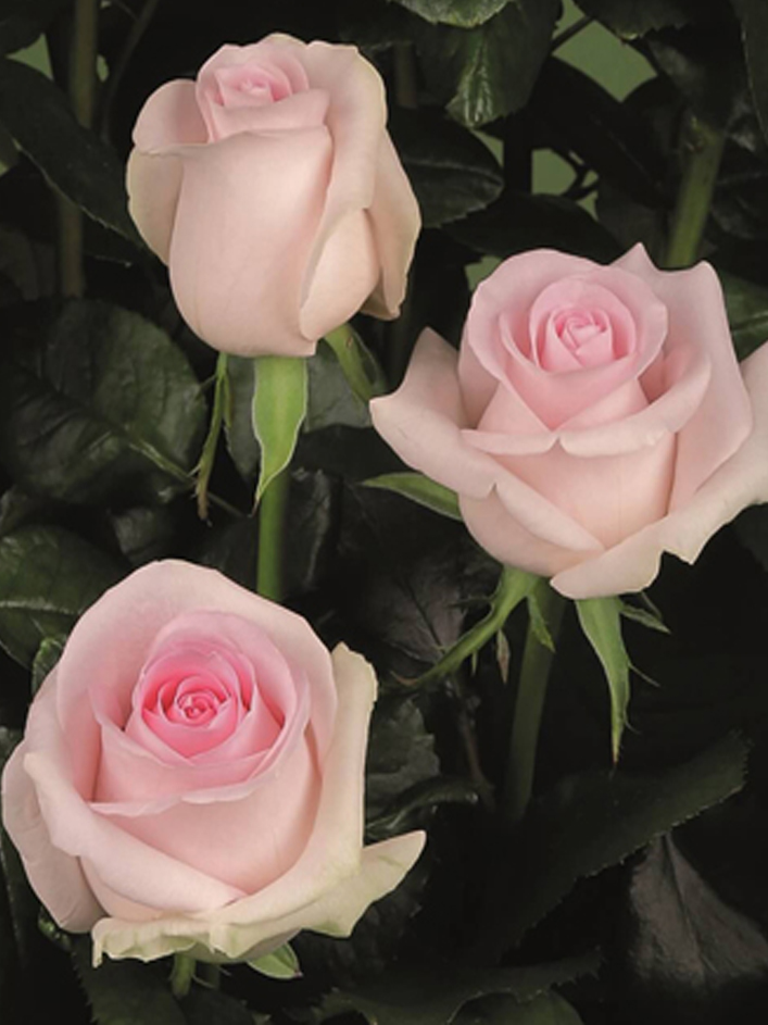 10 roses rose tendre - Sweet Revival 10 roses rose tendre - Sweet Revival