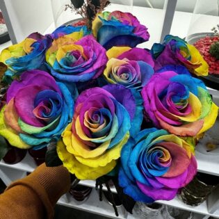 20 rainbow roses