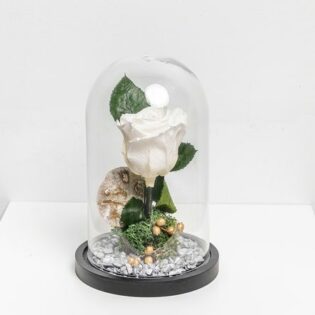 White Eternal Rose
