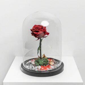 Eternal Flower Rose Groot