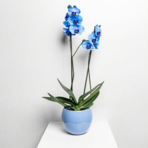 Blue Orchid Flower