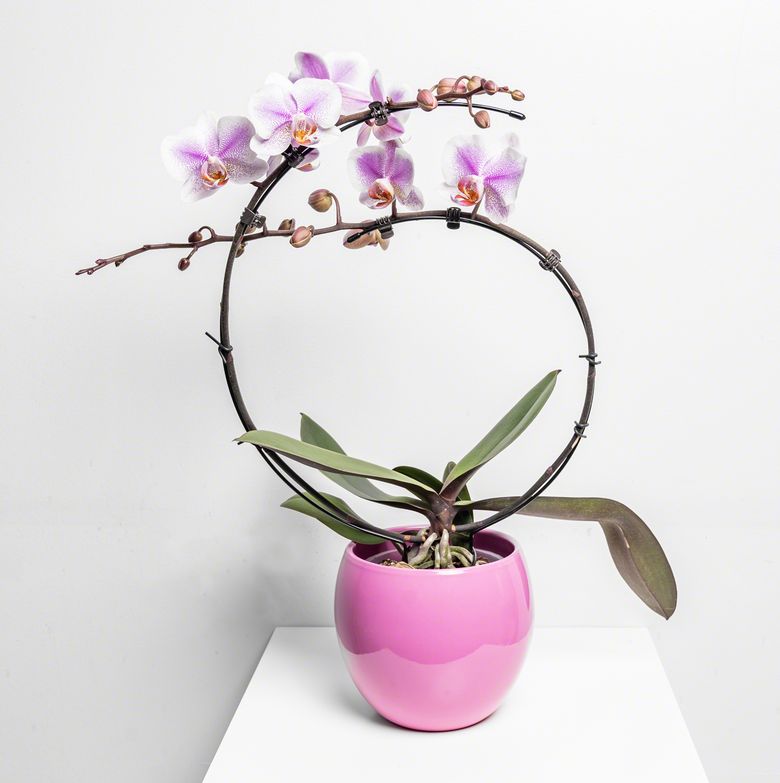 Fleur Orchide Coscade Pink de chez Lilit Fleurs - Livraison de fleurs Bruxelles