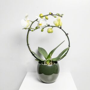 White Cascade Orchid Flower
