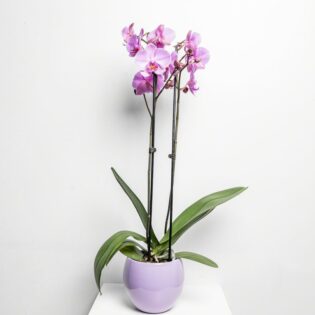 Pink Orchid Flower