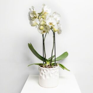 White Orchid Flower