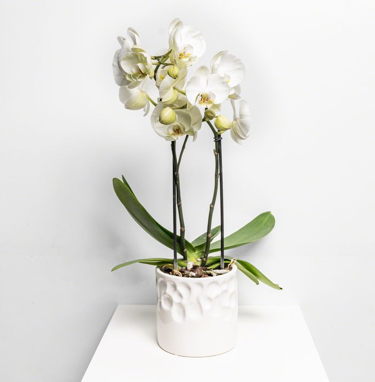 Fleur Orchide wit de chez Lilit Fleurs - Livraison de fleurs Bruxelles