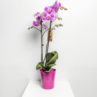 Orchid Flower Pars